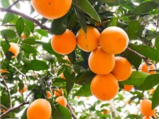 麻阳哪个品种橙子最好吃,橙树栽培技术