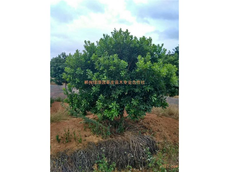 福建杨梅树供应-杨梅树种植技术-优质杨梅树