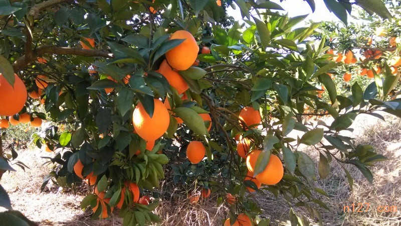 麻阳哪个品种橙子最好吃,橙树栽培技术
