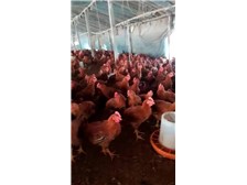 上海销售九斤红公鸡苗 存活率高九斤红鸡苗