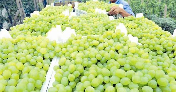 大荔县青提葡萄成熟了,欢迎客商前来收购。_高